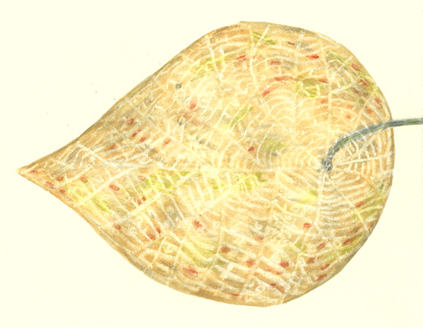 leaf a day 18-2 - Judy Oakenfull