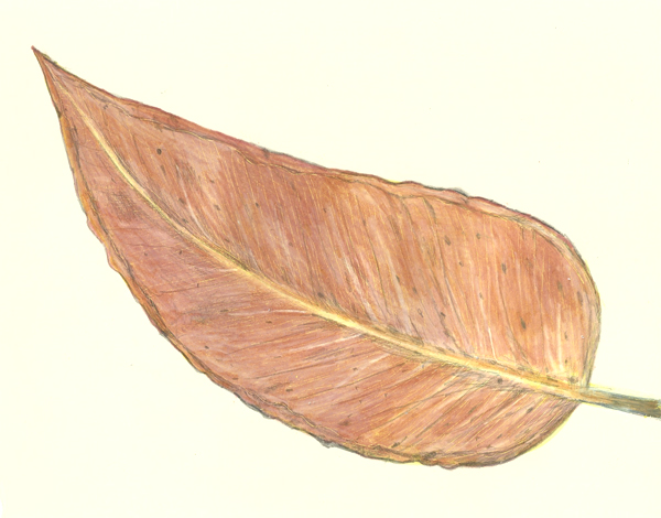 leaf a day 19-2 - Judy Oakenfull