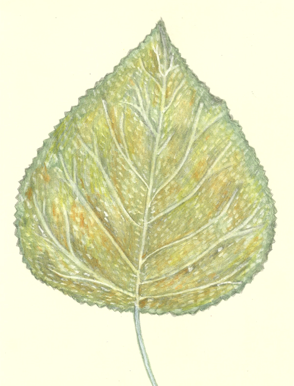 leaf 22-2